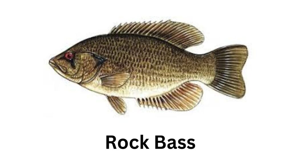 Rock Bass